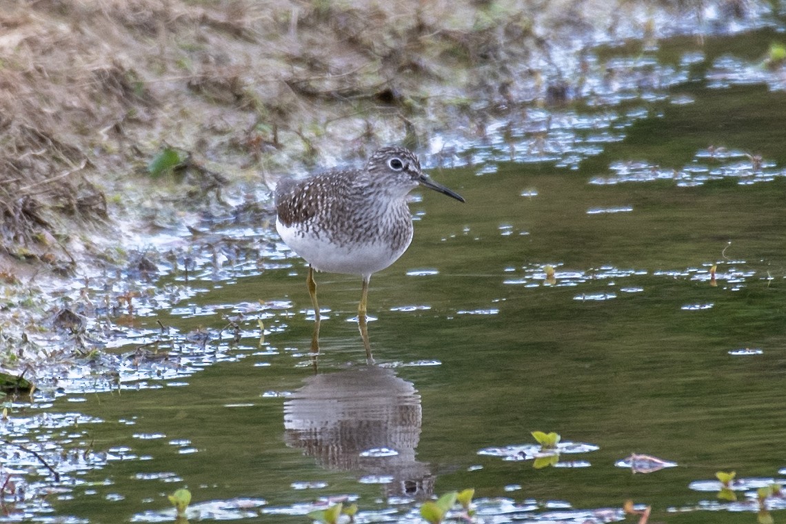 Solitary Sandpiper - Donna Wadsley