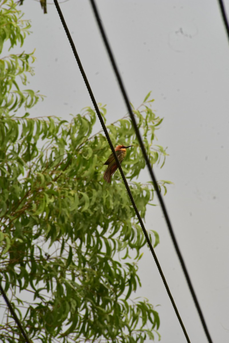 Chestnut-headed Bee-eater - Deekshith Kumar K