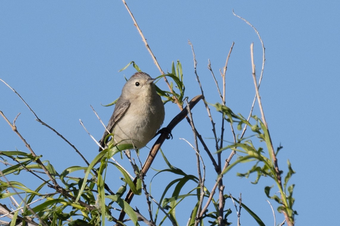 Lucy's Warbler - ML618867706