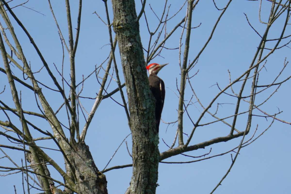 Pileated Woodpecker - Ethan K