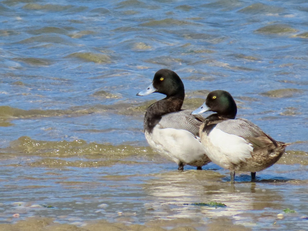 Greater Scaup - ML618867734