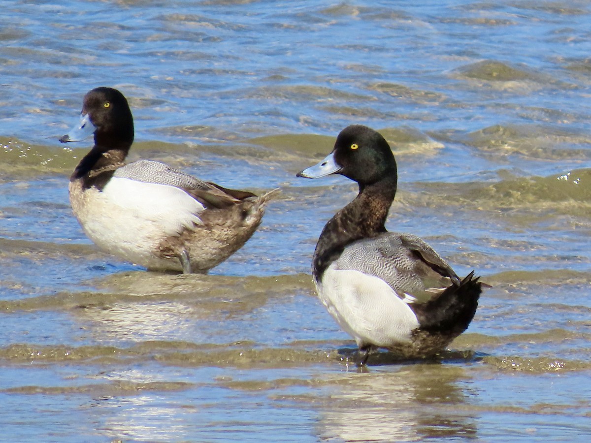 Greater Scaup - ML618867735