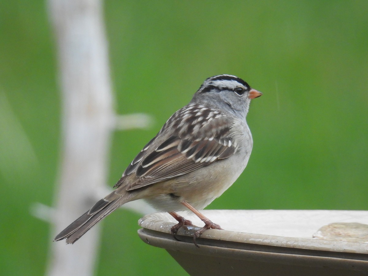 White-crowned Sparrow - ML618867745