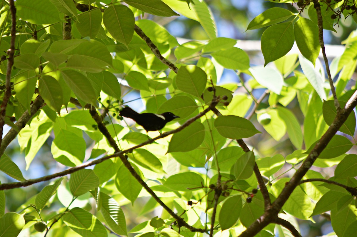 White-shouldered Tanager - ML618867749