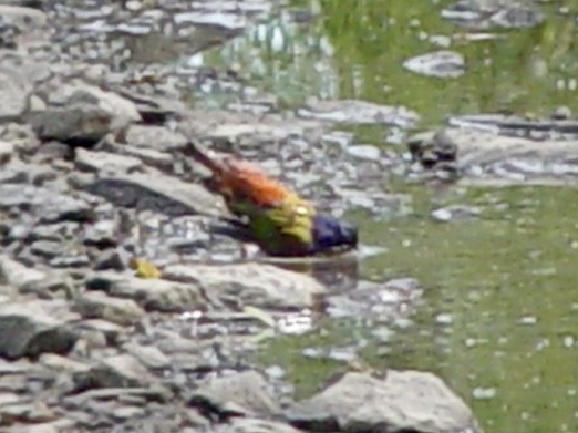 Painted Bunting - ML618867753