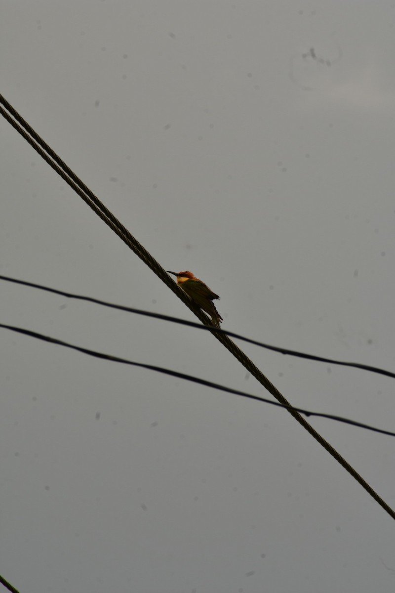 Chestnut-headed Bee-eater - ML618867756