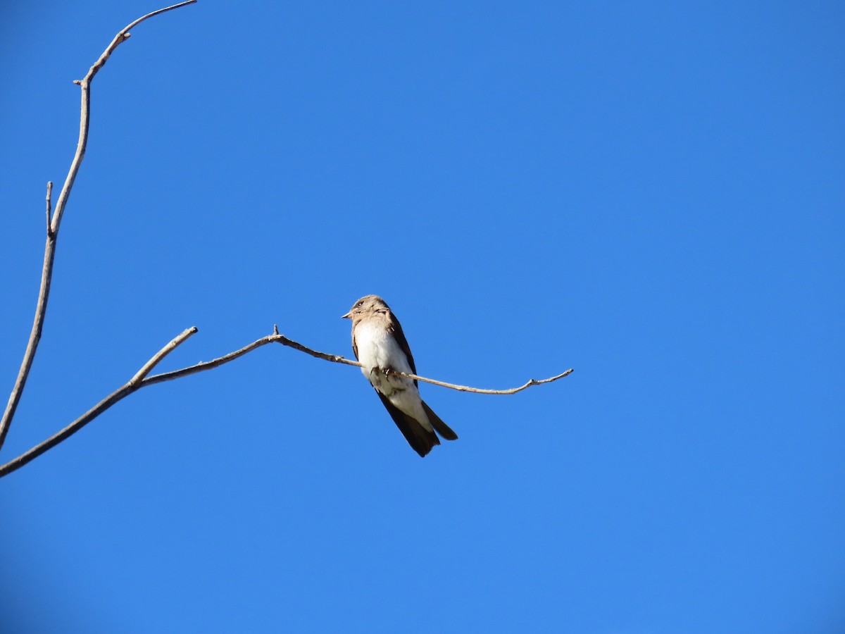 Northern Rough-winged Swallow - ML618867763