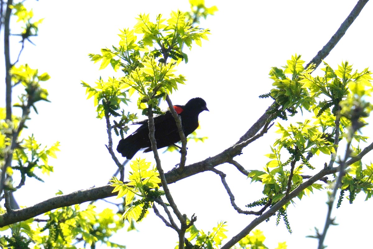 Red-winged Blackbird (Red-winged) - Ethan K