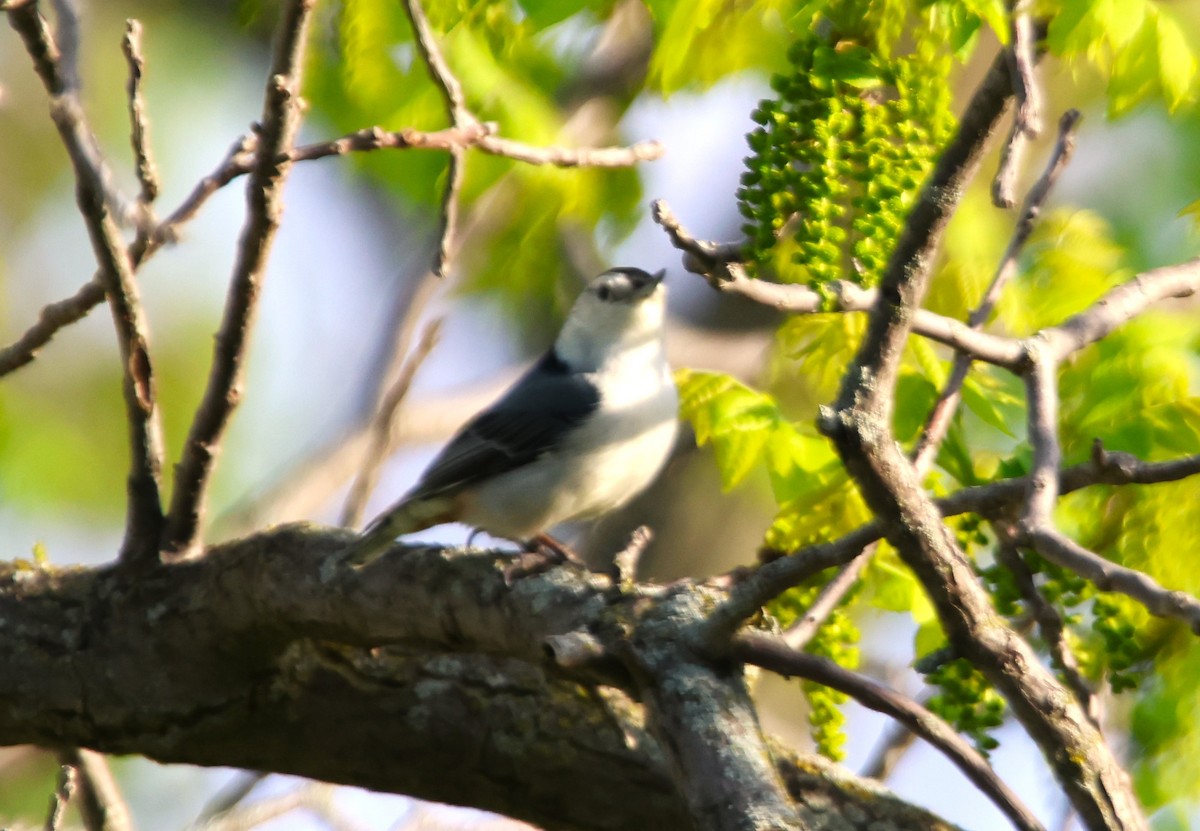 White-breasted Nuthatch - ML618867765