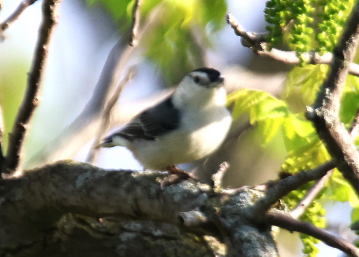 White-breasted Nuthatch - ML618867766