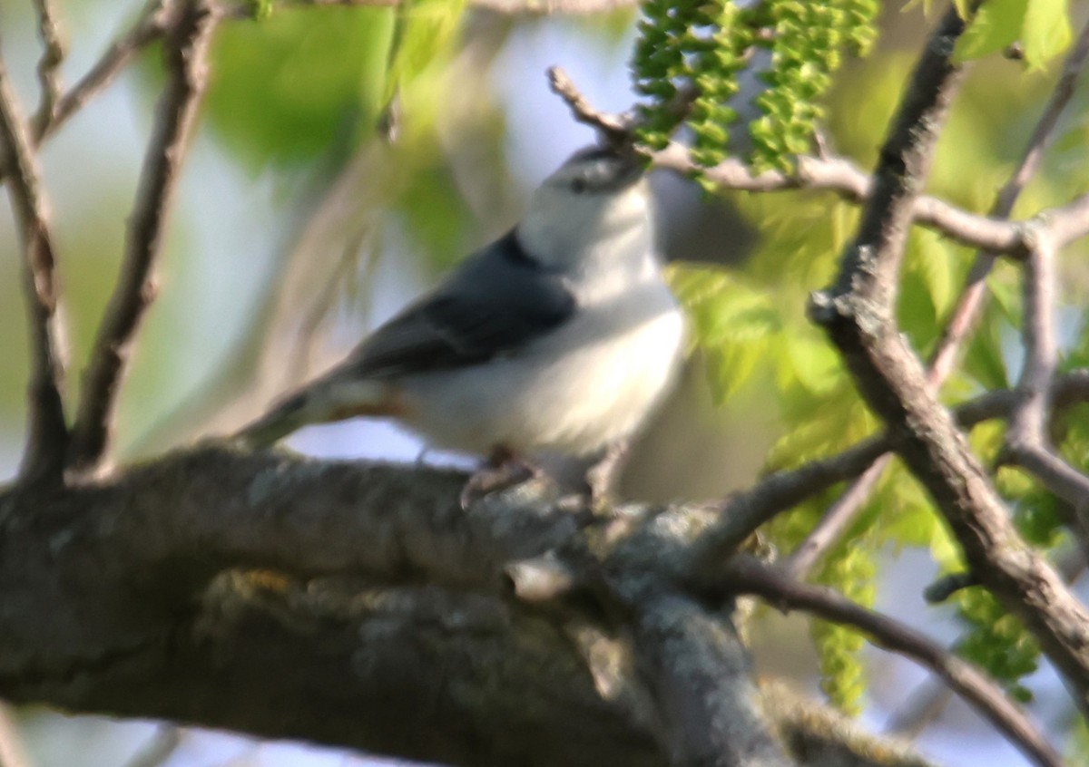 White-breasted Nuthatch - ML618867767