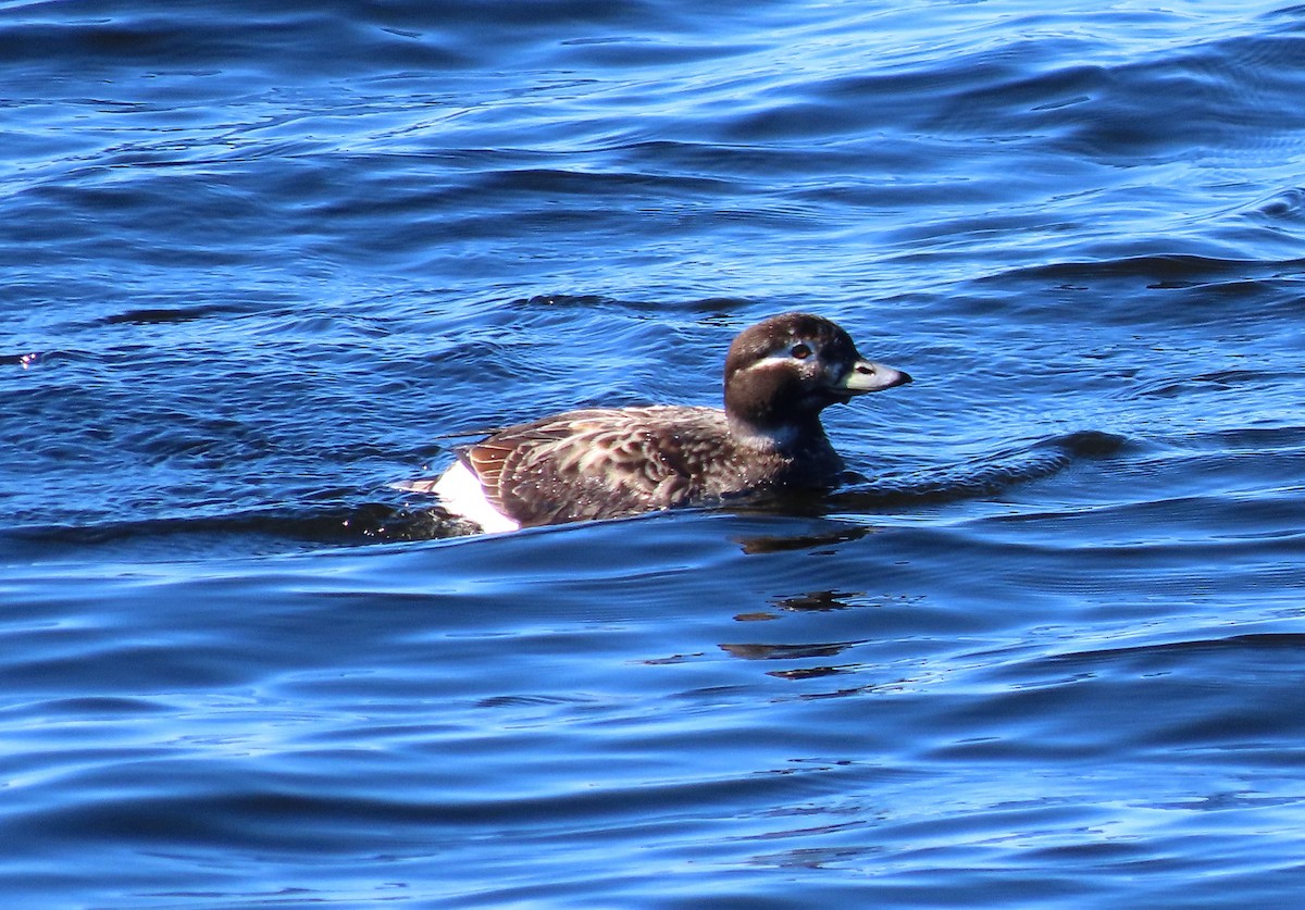 Long-tailed Duck - ML618867784