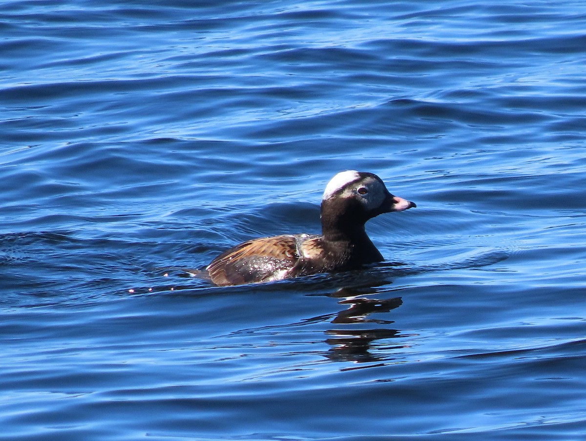 Long-tailed Duck - ML618867785