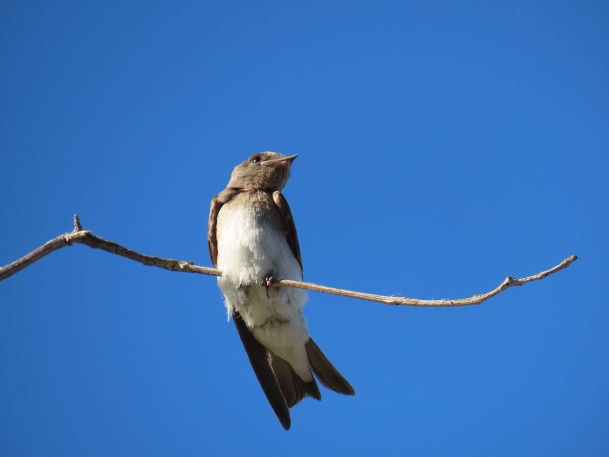 Northern Rough-winged Swallow - ML618867797