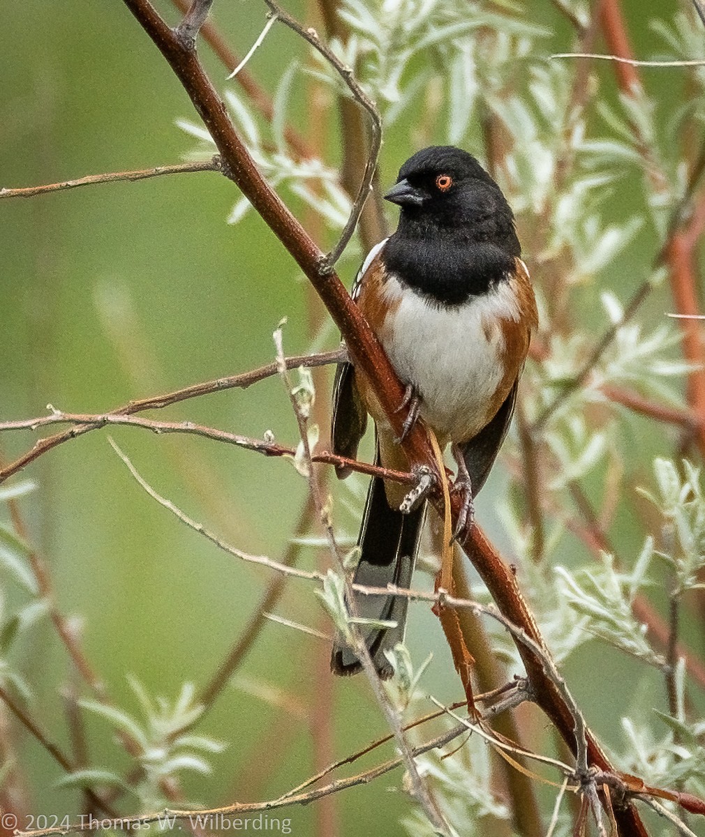 Spotted Towhee - ML618867804