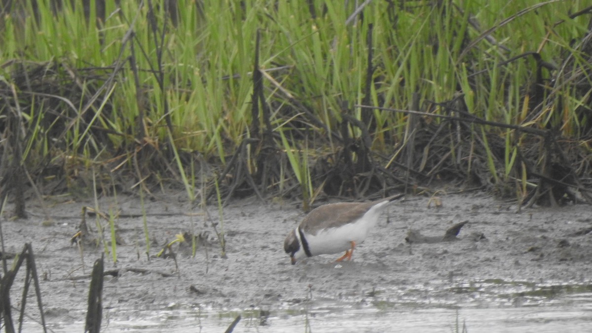 Semipalmated Plover - ML618867812