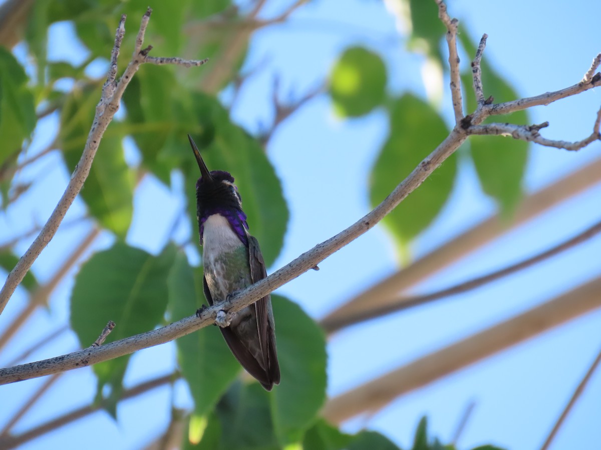 Costa's Hummingbird - Laura Hasty