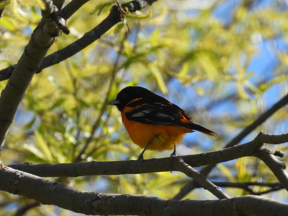 Baltimore Oriole - Melody Walsh