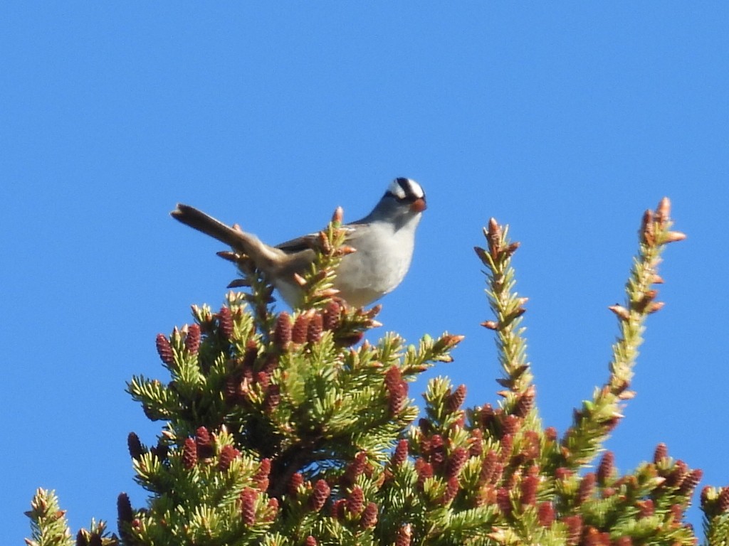 White-crowned Sparrow - ML618867855