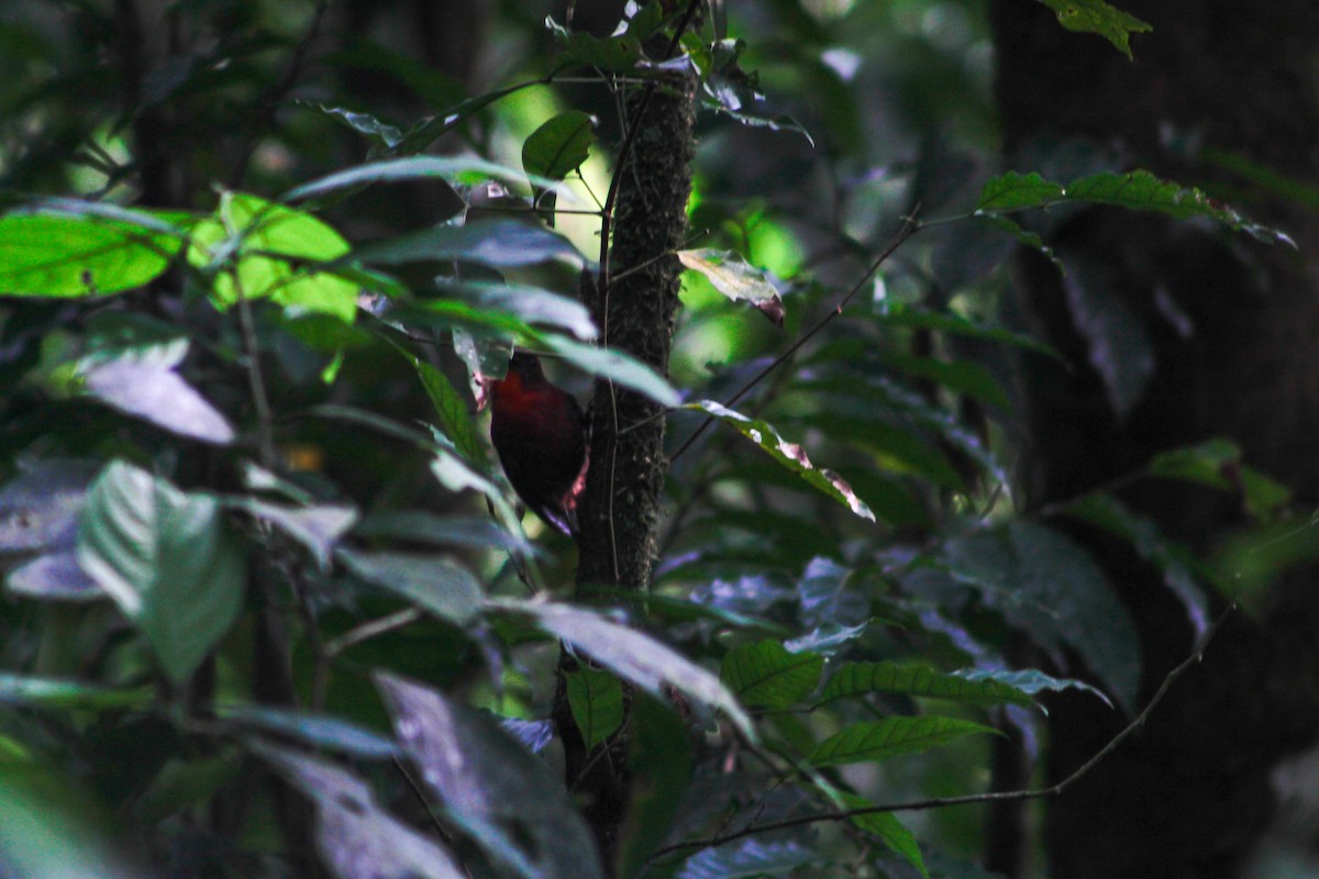 Red-throated Ant-Tanager - ML618867862