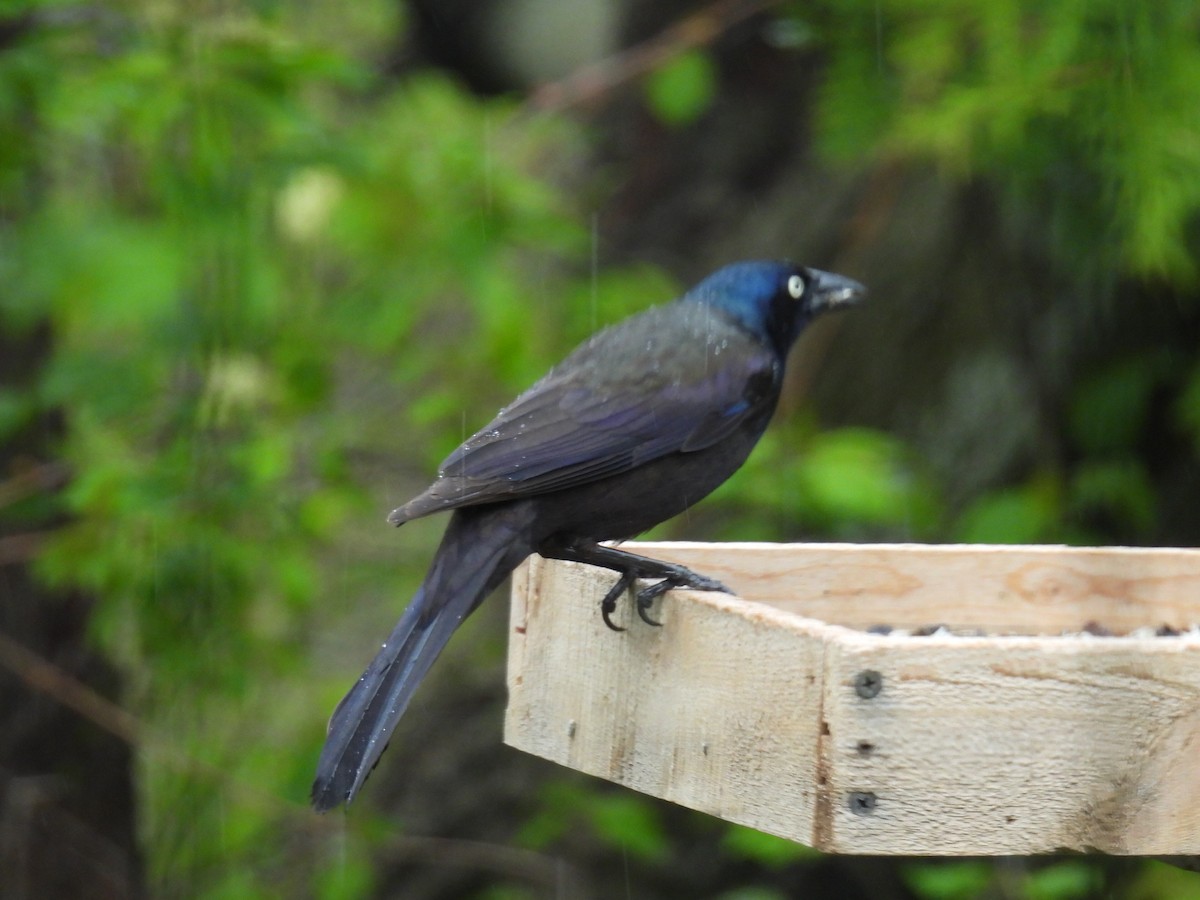 Common Grackle - Melody Walsh
