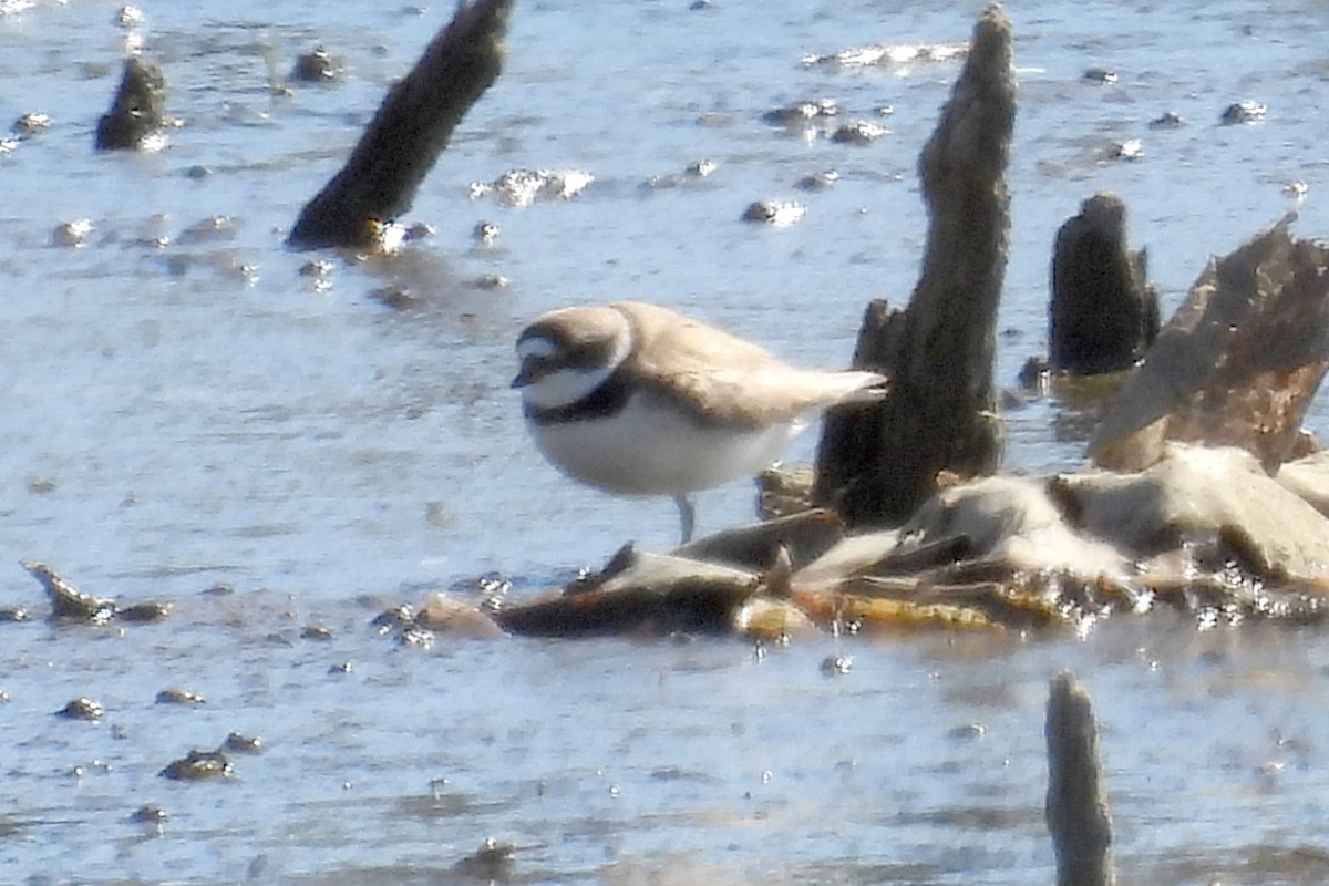 Semipalmated Plover - ML618867917