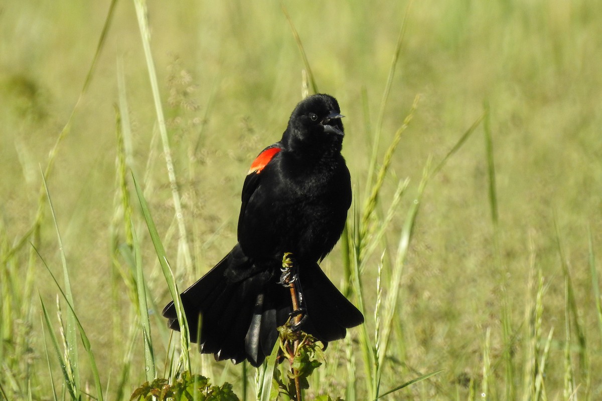 Red-winged Blackbird - ML618867959