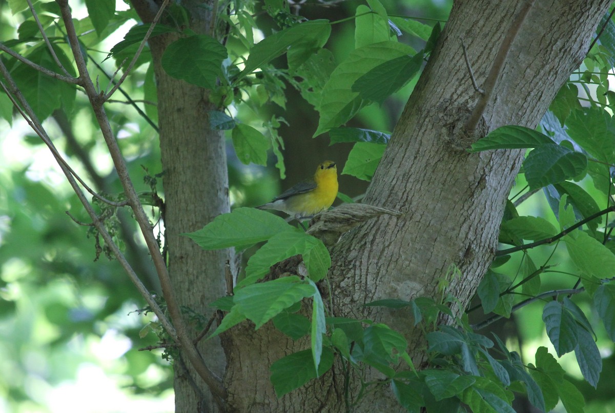 Prothonotary Warbler - Jacob  Wyco