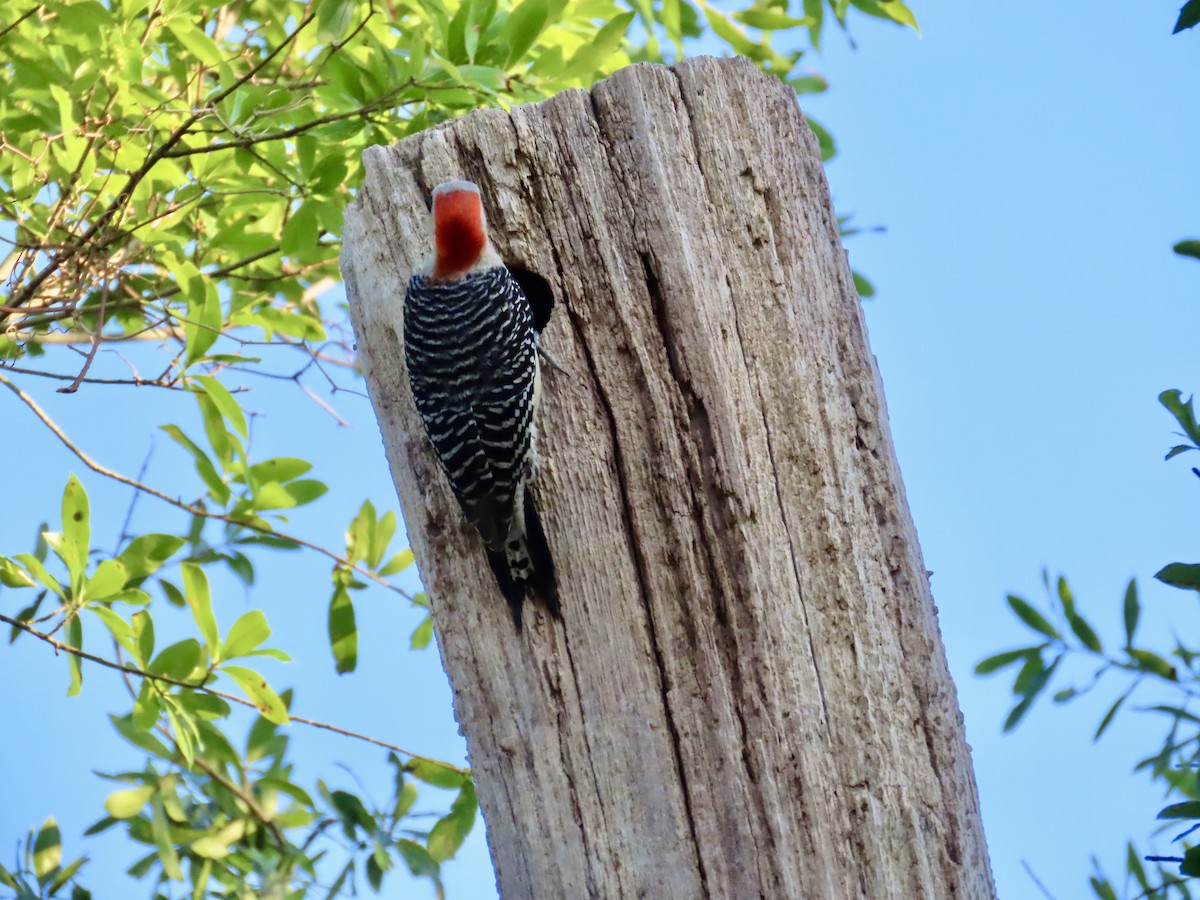 Red-bellied Woodpecker - ML618867978