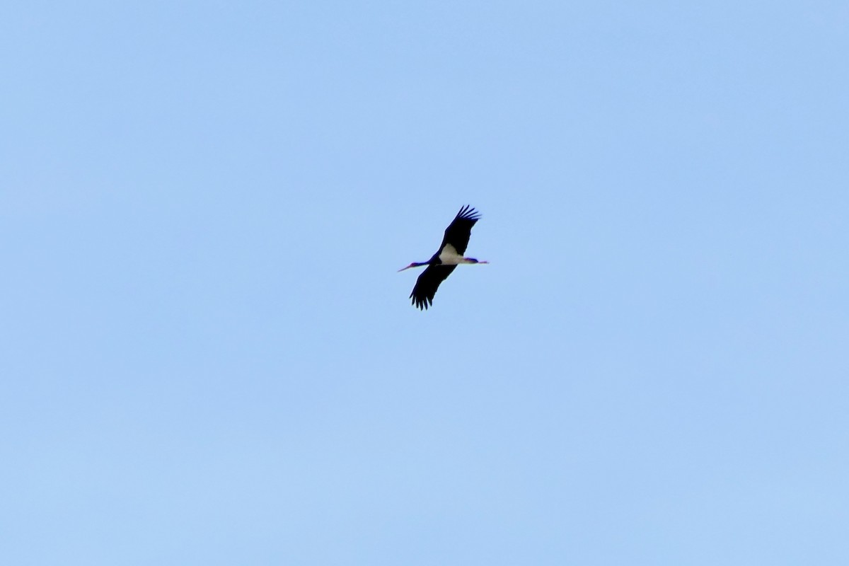 Black Stork - Hein Prinsen
