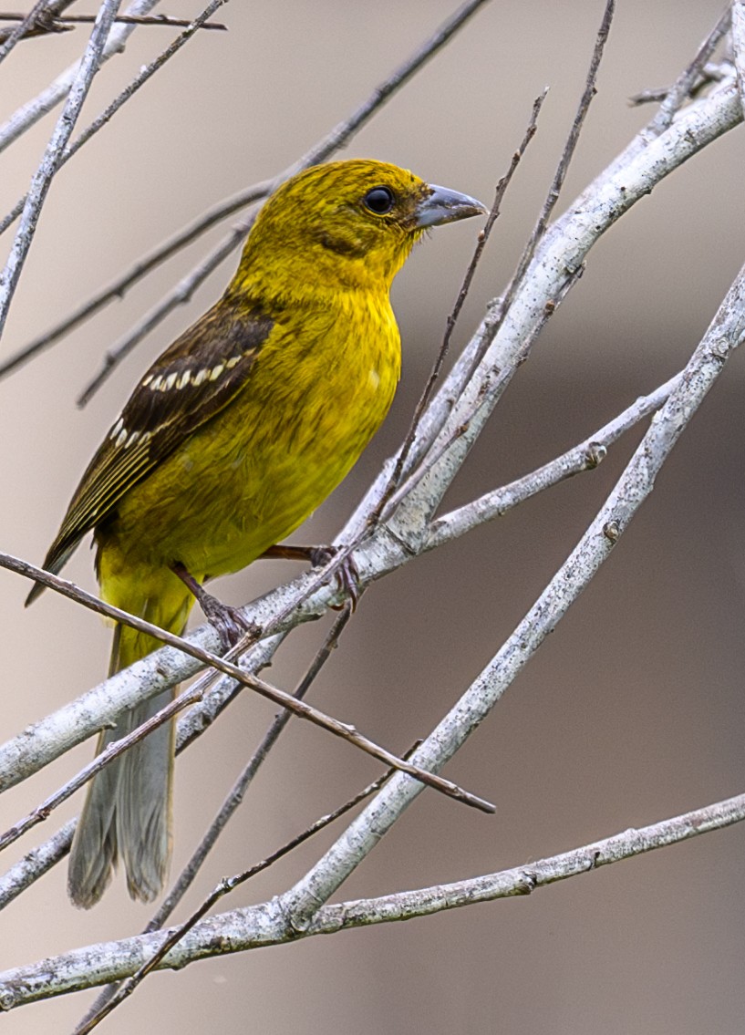 Flame-colored Tanager - Scott Holt