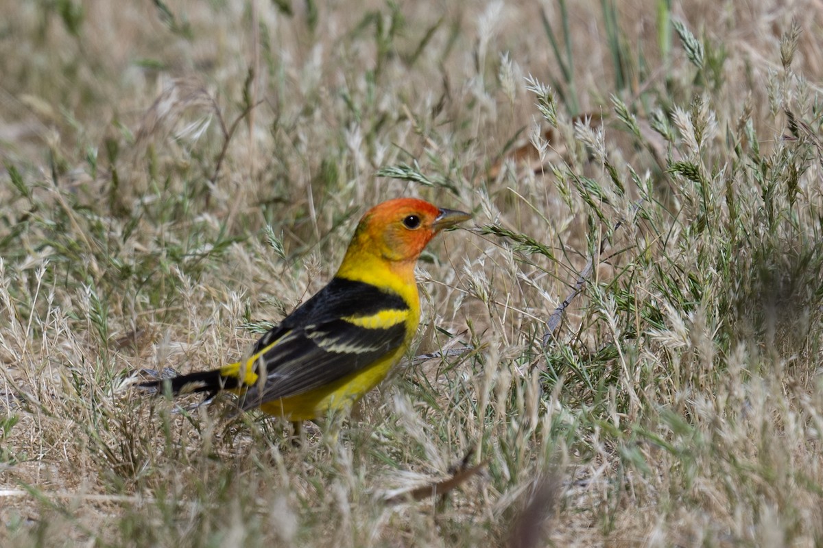 Western Tanager - ML618868001