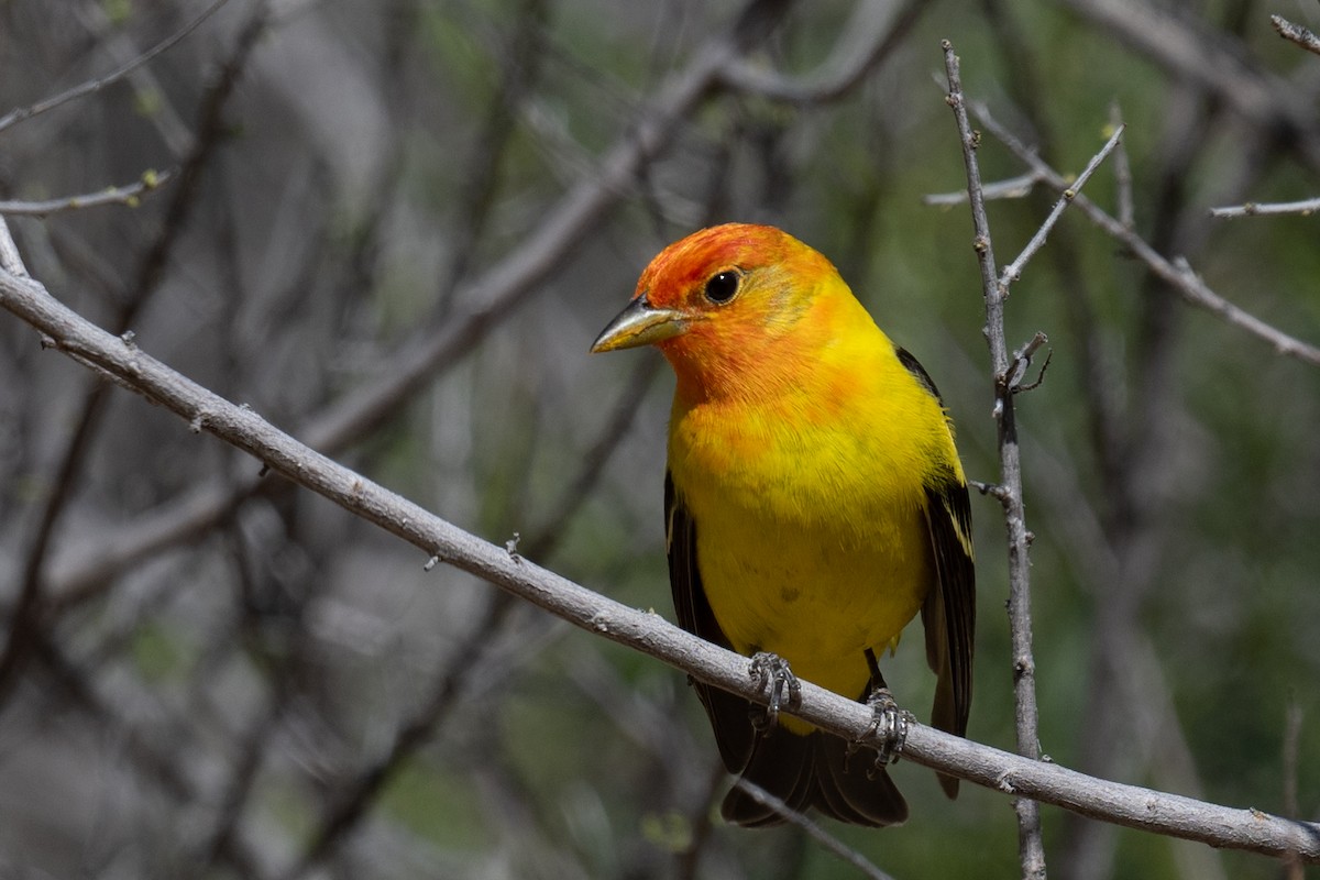 Western Tanager - ML618868018