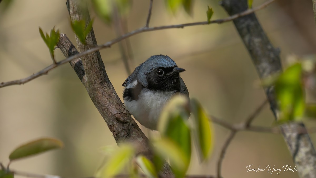 Black-throated Blue Warbler - Tianshuo Wang