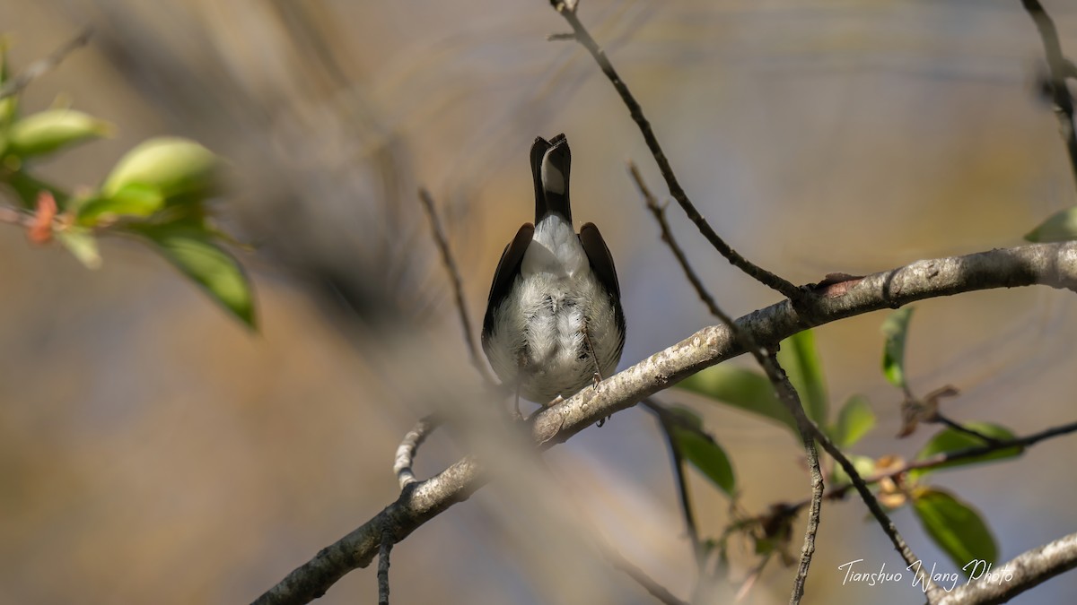 Black-throated Blue Warbler - Tianshuo Wang