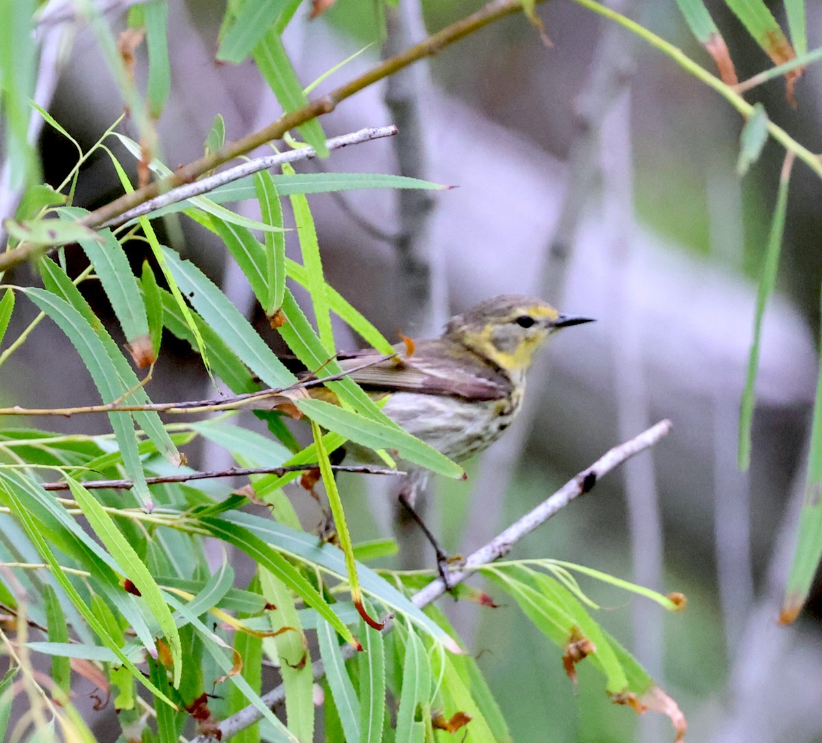 Cape May Warbler - ML618868077