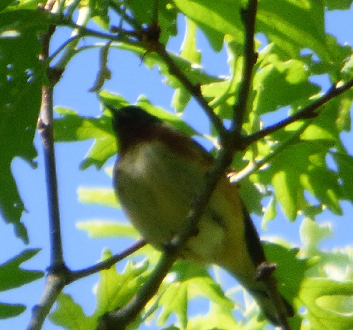 Bay-breasted Warbler - ML618868080