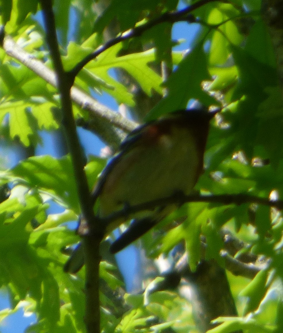 Bay-breasted Warbler - ML618868083