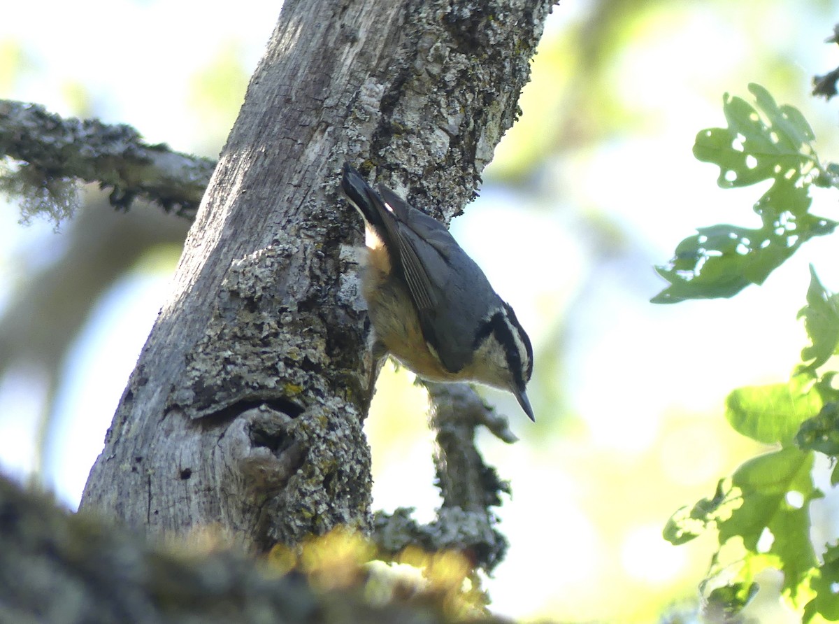 Red-breasted Nuthatch - ML618868087