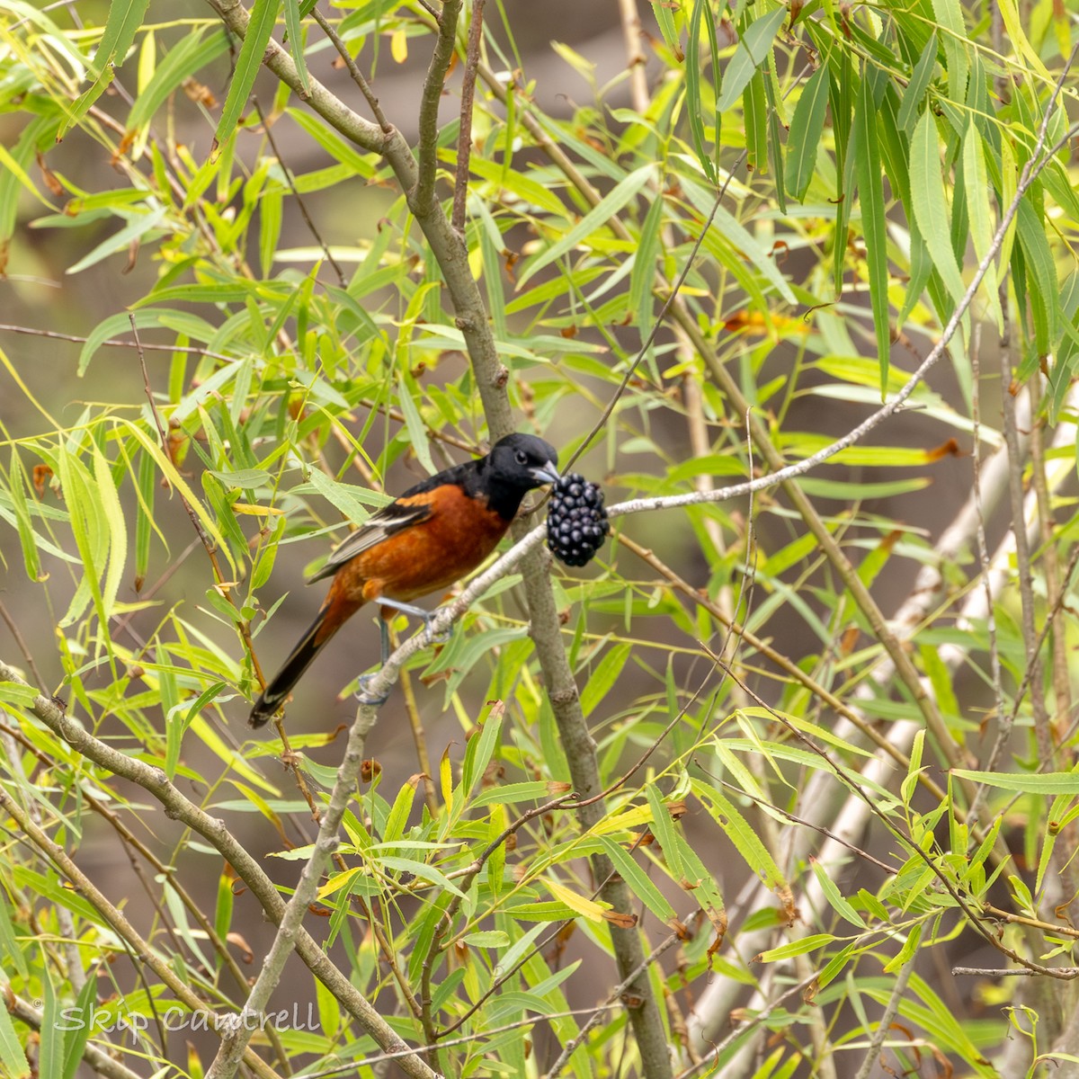 Orchard Oriole - Skip Cantrell