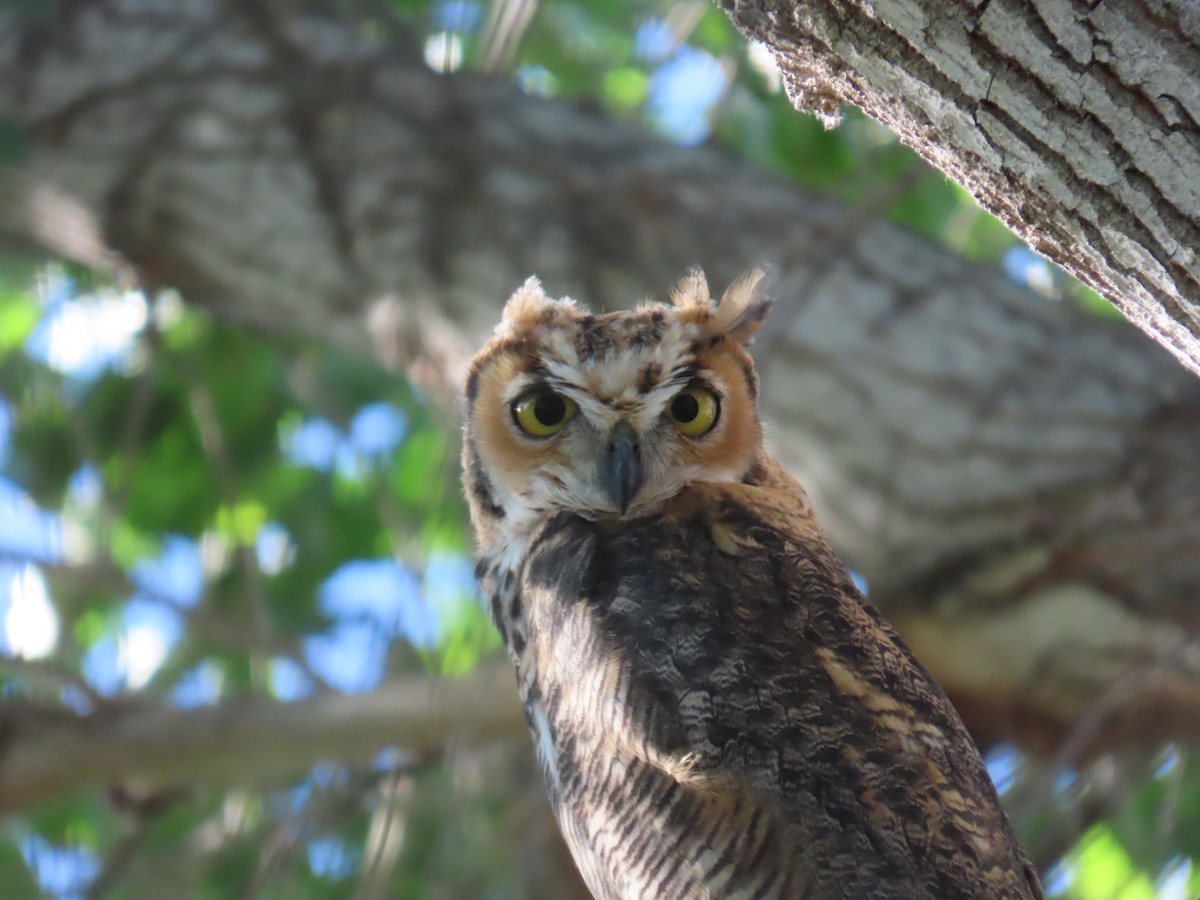Great Horned Owl - Laura Hasty
