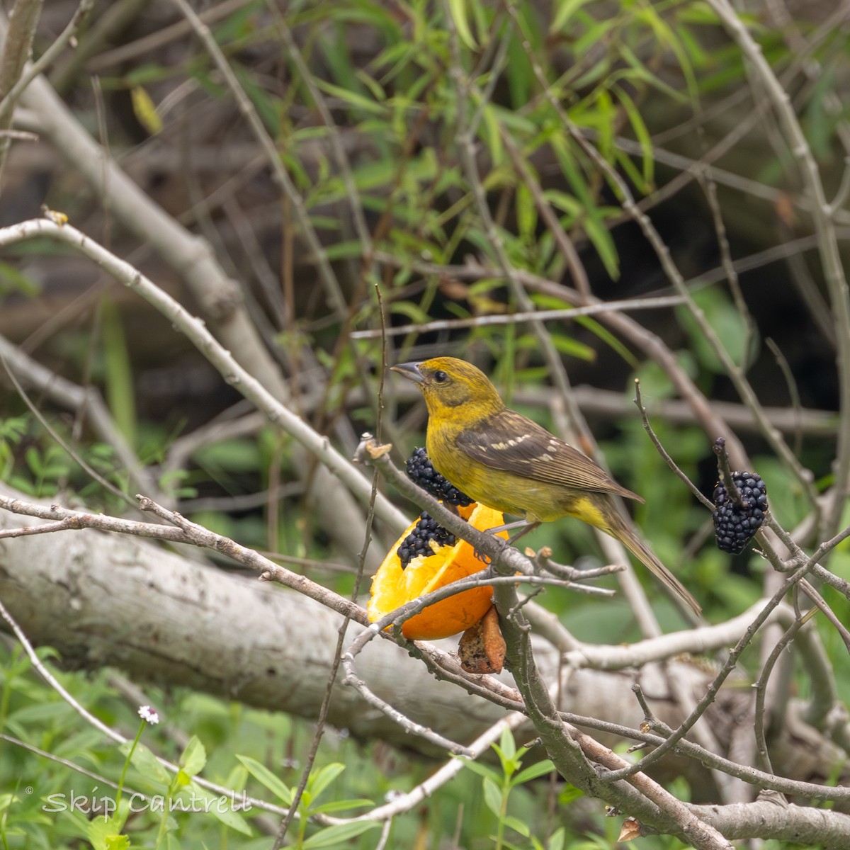 Flame-colored Tanager - ML618868137