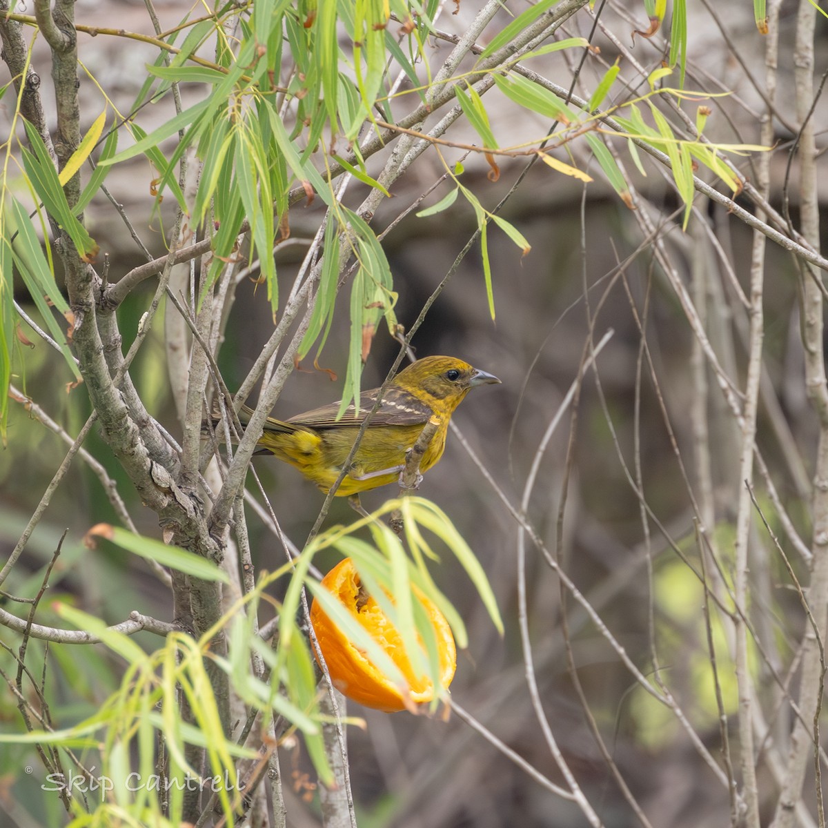 Flame-colored Tanager - ML618868139
