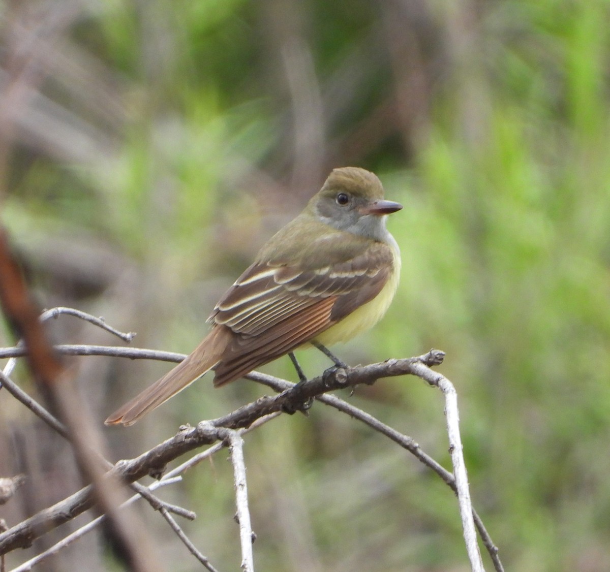 Great Crested Flycatcher - ML618868160