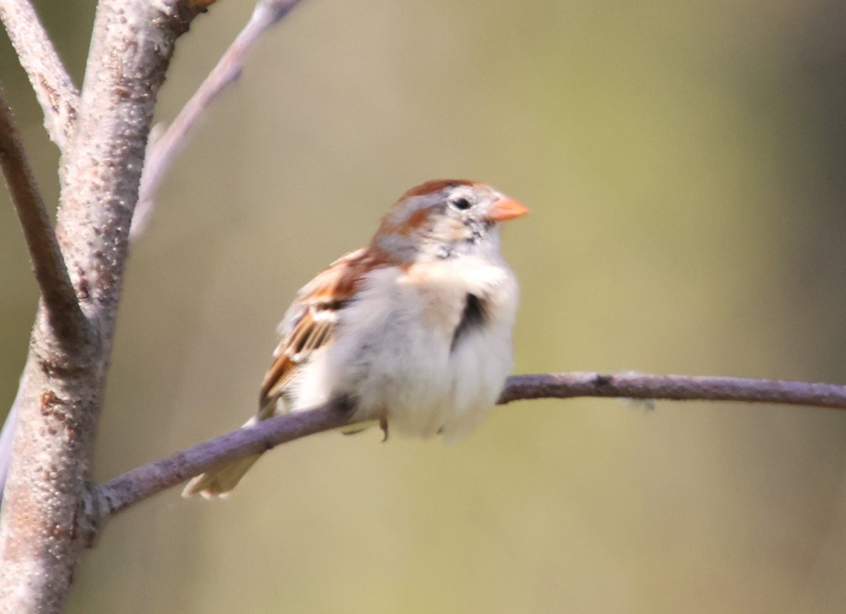 Field Sparrow - ML618868182