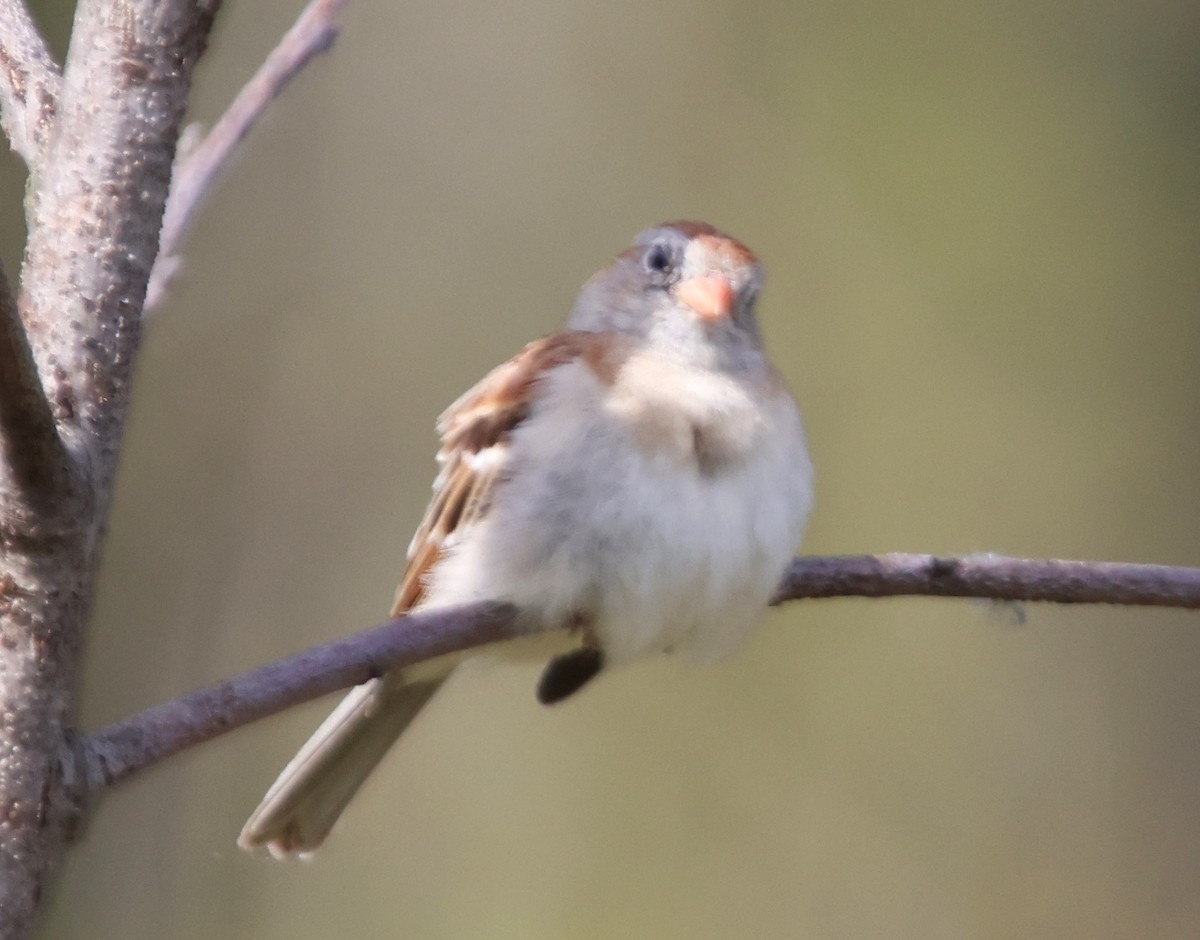 Field Sparrow - ML618868183