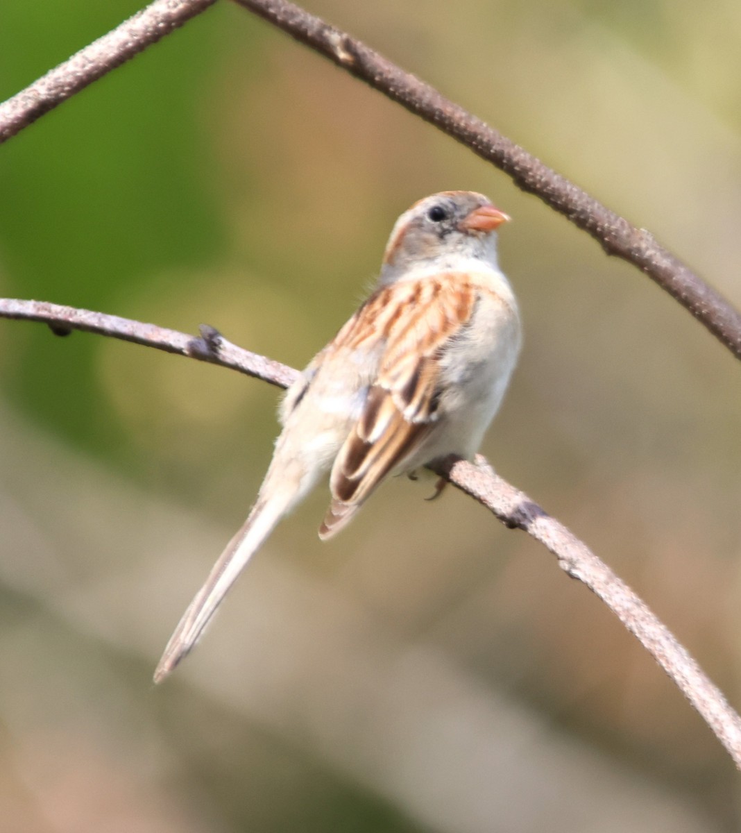 Field Sparrow - ML618868184