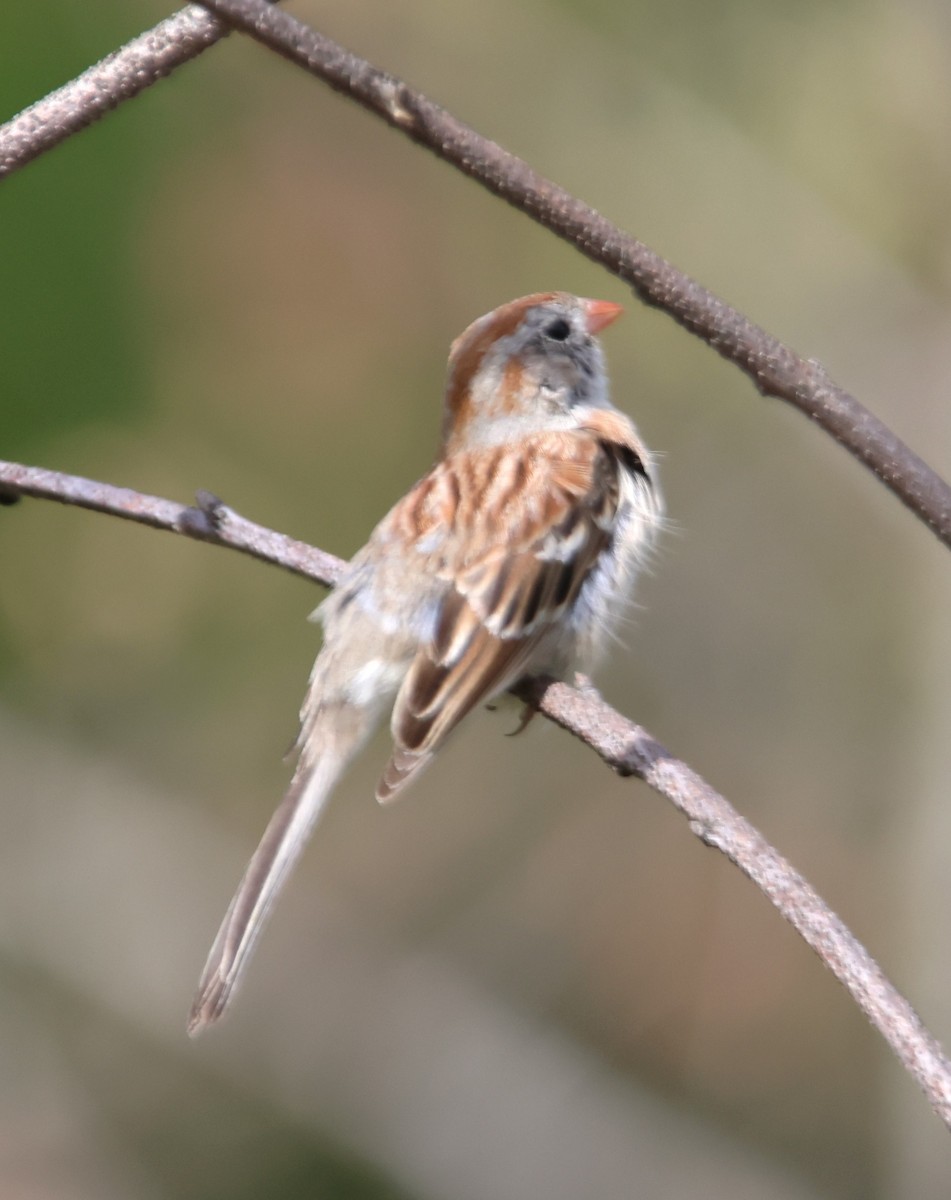 Field Sparrow - ML618868186