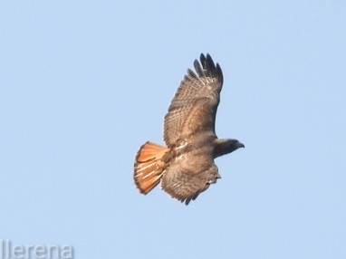 Red-tailed Hawk - Orlando Llerena
