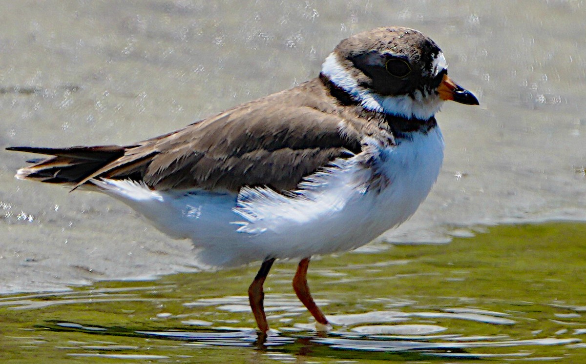 Semipalmated Plover - ML618868220